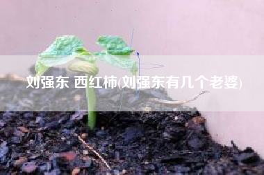 刘强东 西红柿(刘强东有几个老婆)