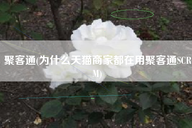 详细阅读:聚客通(为什么天猫商家都在用聚客通SCRM) 聚客通(为什么天猫商家都在用聚客通SCRM)