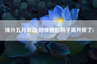 缘分五月歌词(陪伴我的狗子离开我了)