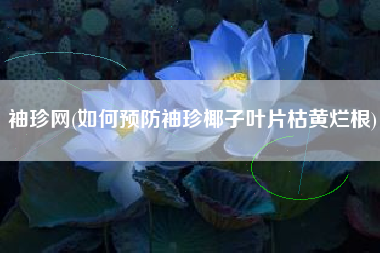 袖珍网(如何预防袖珍椰子叶片枯黄烂根)