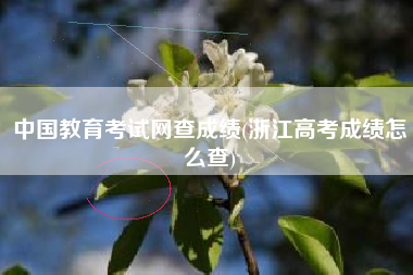 中国教育考试网查成绩(浙江高考成绩怎么查)
