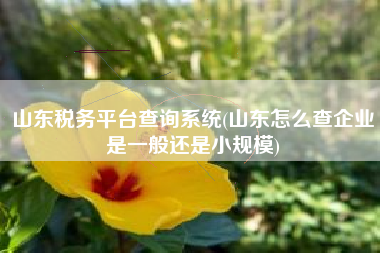 山东税务平台查询系统(山东怎么查企业是一般还是小规模)