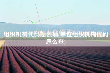 组织机构代码怎么填(单位组织机构代码怎么查)