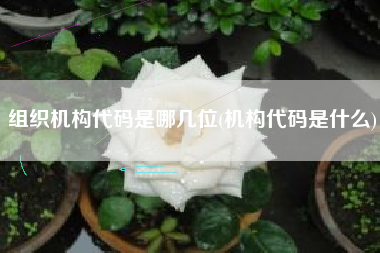 组织机构代码是哪几位(机构代码是什么)