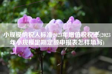 小规模纳税人标准2023年增值税税率(2023年小规模定期定额申报表怎样填写)