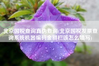 北京国税查询真伪查询(北京国税发票查询系统机器编码金额栏该怎么填写)