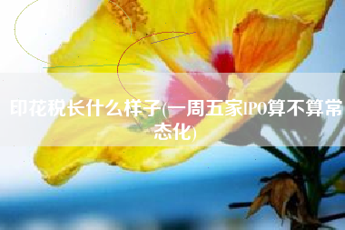 印花税长什么样子(一周五家lPO算不算常态化)