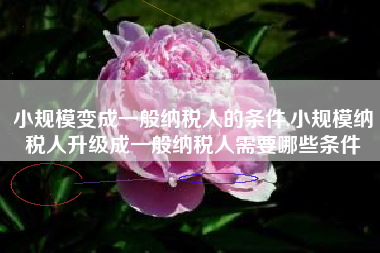 小规模变成一般纳税人的条件,小规模纳税人升级成一般纳税人需要哪些条件