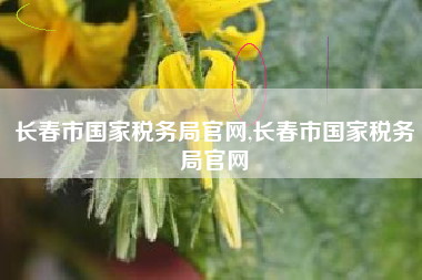 长春市国家税务局官网,长春市国家税务局官网