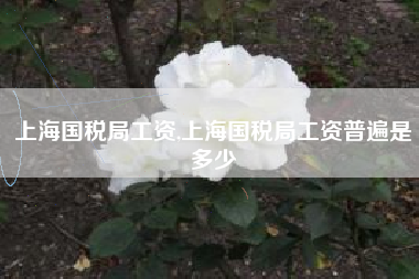 上海国税局工资,上海国税局工资普遍是多少