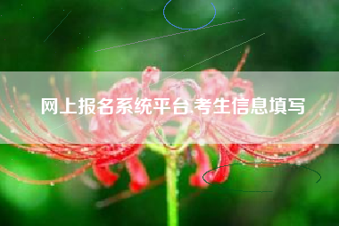 网上报名系统平台,考生信息填写