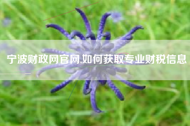 宁波财政网官网,如何获取专业财税信息