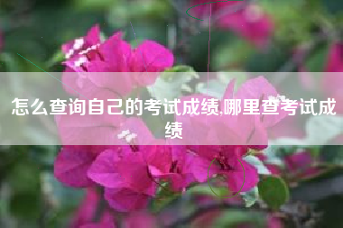 怎么查询自己的考试成绩,哪里查考试成绩