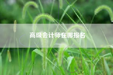 高级会计师在哪报名