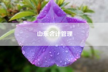 山东会计管理